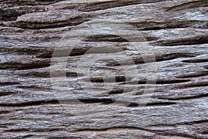 Wood stump background