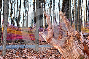 Wood stump with roots against dead leaves and colorful string.