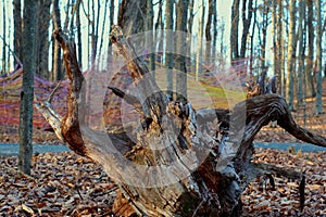 Wood stump with roots against dead leaves and string.