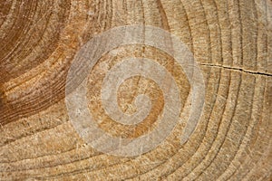 Wood stump texture, cutted tree trunk