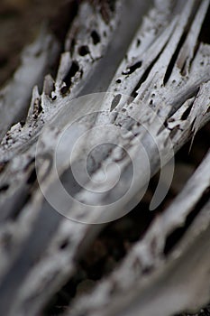 Wood dried from the sea, focus along the wood. photo