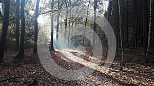 Wood with sunray