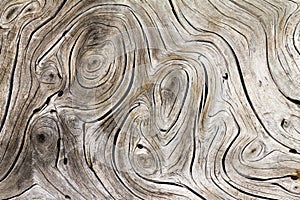 Wood Swirls Organic Background Texture photo