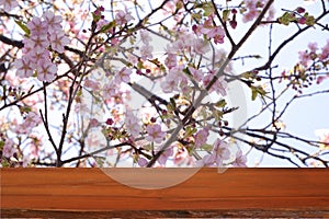 Wood table in front of pink cherry blossom sakura flower.