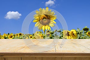 Wood table top on blur field of blooming sunflowers