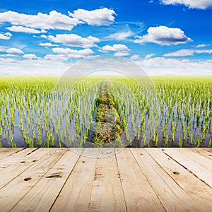 Wood tabletop and field rice with blue sky clouds