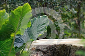 Wood tabletop podium floor in outdoors tropical garden forest blurred green leaf plant nature background.Natural product placement