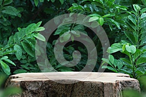 Wood tabletop podium floor in outdoors tropical garden forest blurred green leaf plant nature background.Natural product placement