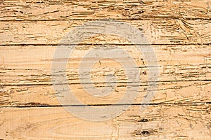 Wood termites destroyed. For the background image