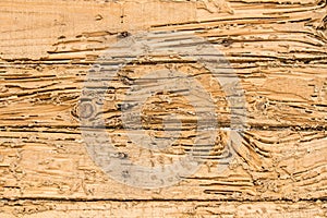 Wood termites destroyed. For the background image