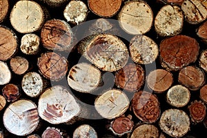 Wood termites to invade the building.