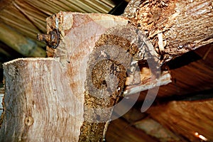 Wood termites to invade the building.