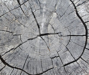 Wood texture