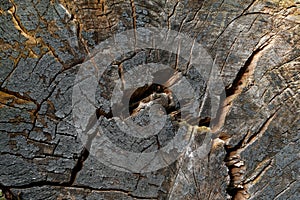 Wood texture-5