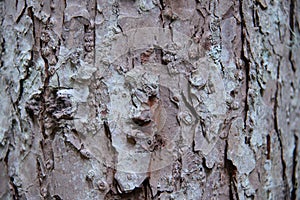 Wood texture