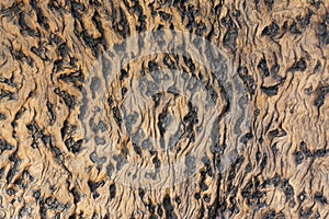 Wood texture