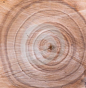 Wood texture, annual tree rings. Beautiful wooden background