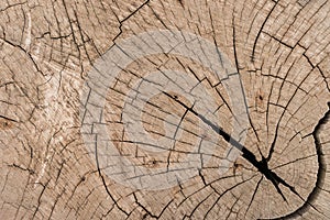 Wood texture background