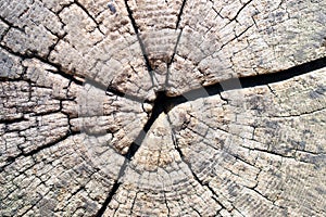 Wood texture background. Closeup of a old cut tree trunk with cracks and annual rings. Vintage style of wooden backdrop. Macro