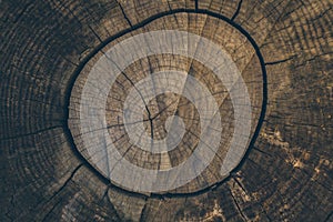 Wood texture and background. Cut tree trunk background in vintage style. Tree trunk close up. Macro view of cut tree trunk texture