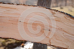 Wood texture and background for design. Close up view of cut tree trunk.
