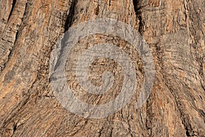 Wood texture and background of Eucalyptus bark near the roots