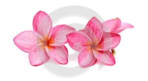 A pink frangipani flower petal close up.
