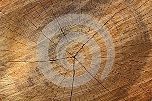 Wood texture background,ideal for backgrounds and textures photo