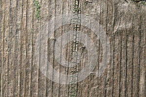 Wood texture background, natural