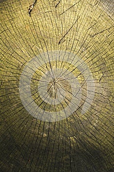 Wood texture or background