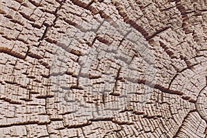 The abstract wood texture background.