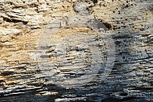 Wood texture background