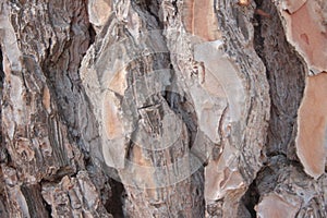 Wood texture, background, pine bark, photo