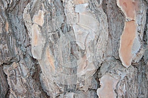 Wood texture, background, pine bark, photo