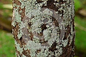 Wood texture background. Surface knotted wood with nature color, texture and pattern