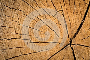 Wood texture background surface