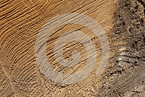 Wood texture background surface natural pattern