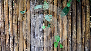 Wood texture background texture of bamboo photo