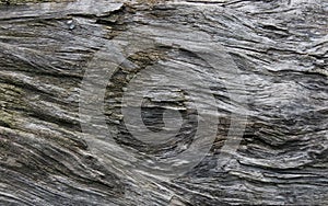 Wood texture background.Tree bark textur