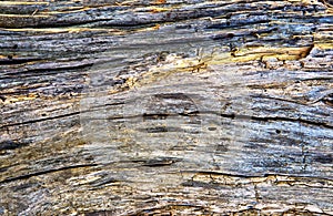 Wood texture background from weathered wood