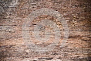 Wood texture bark tree trunk