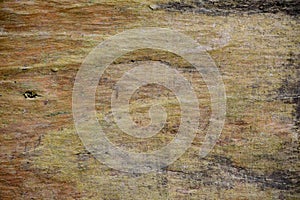 Wood texture bark tree trunk