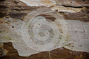 Wood texture bark tree trunk