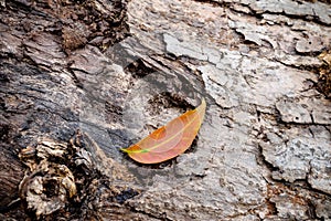 Wood texture bark tree trunk