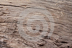 Wood texture