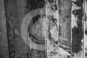 The wood texture in black and white photo