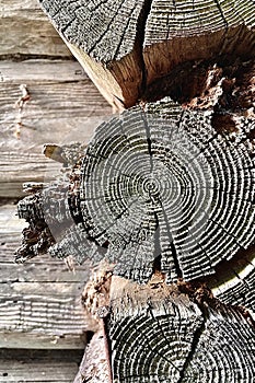 Wood texture close up