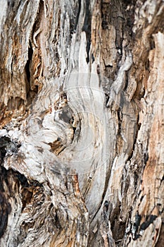 wood texture close-up. Wood texture