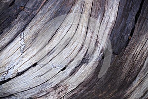 Wood texture closeup background