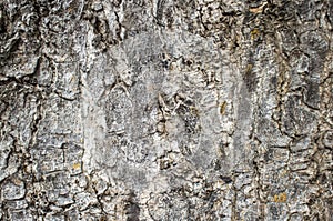 Wood texture closeup image. Macro photo of a tree surface. Natural background from forest